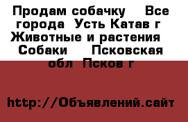 Продам собачку  - Все города, Усть-Катав г. Животные и растения » Собаки   . Псковская обл.,Псков г.